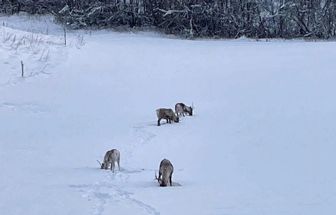 Photo of Others in Steinkjer