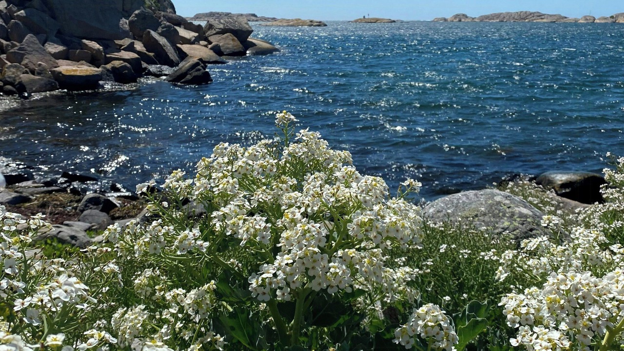 Photo of Others in Hamburgsund