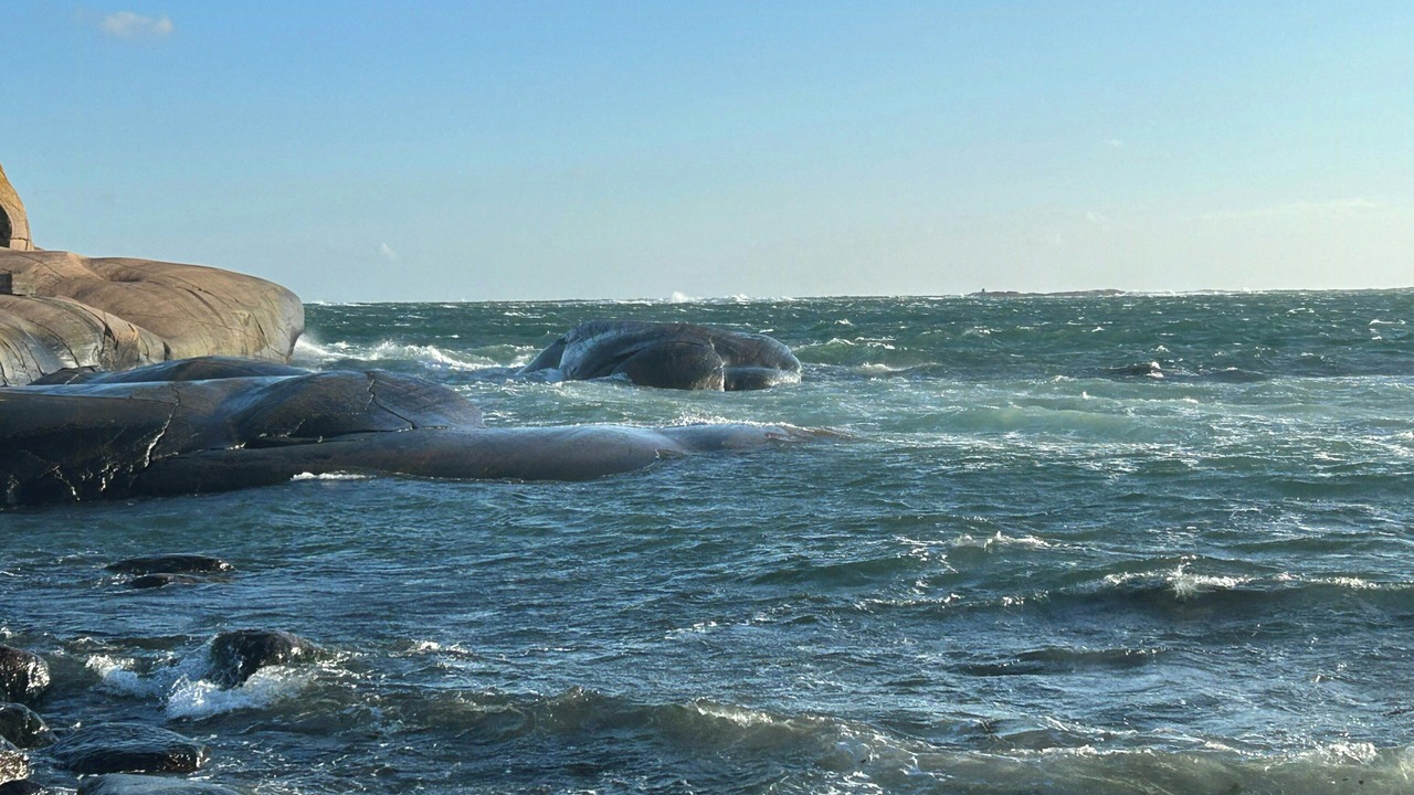 Photo of Others in Hamburgsund