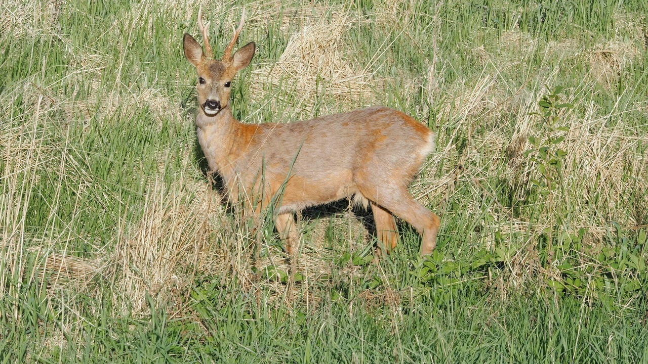 Photo of Others in Genarp