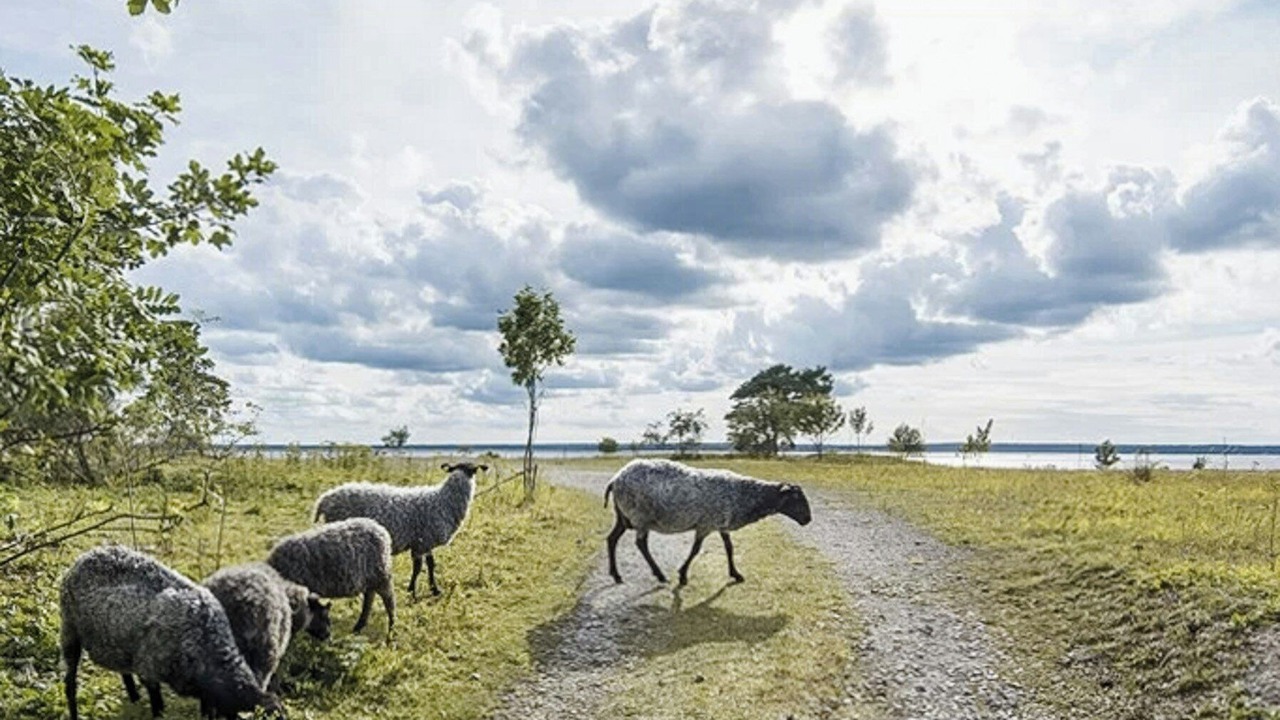 Photo of Others in Farosund