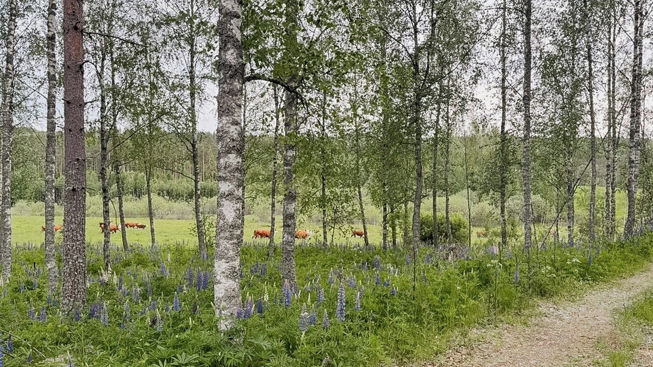 Photo of Others in Arvika
