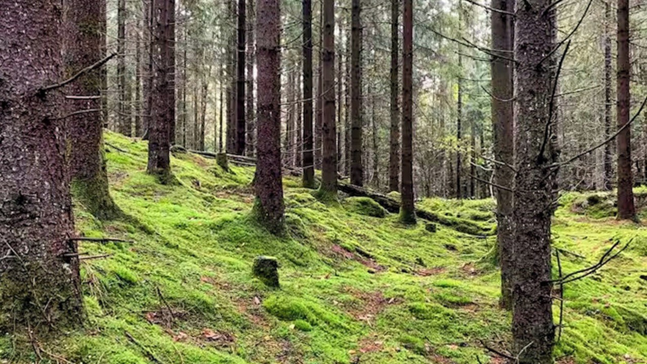 Photo of Others in Lerum