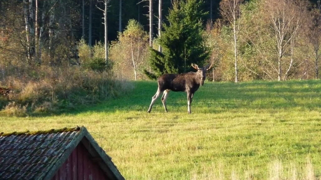 Photo of Others in Tanum