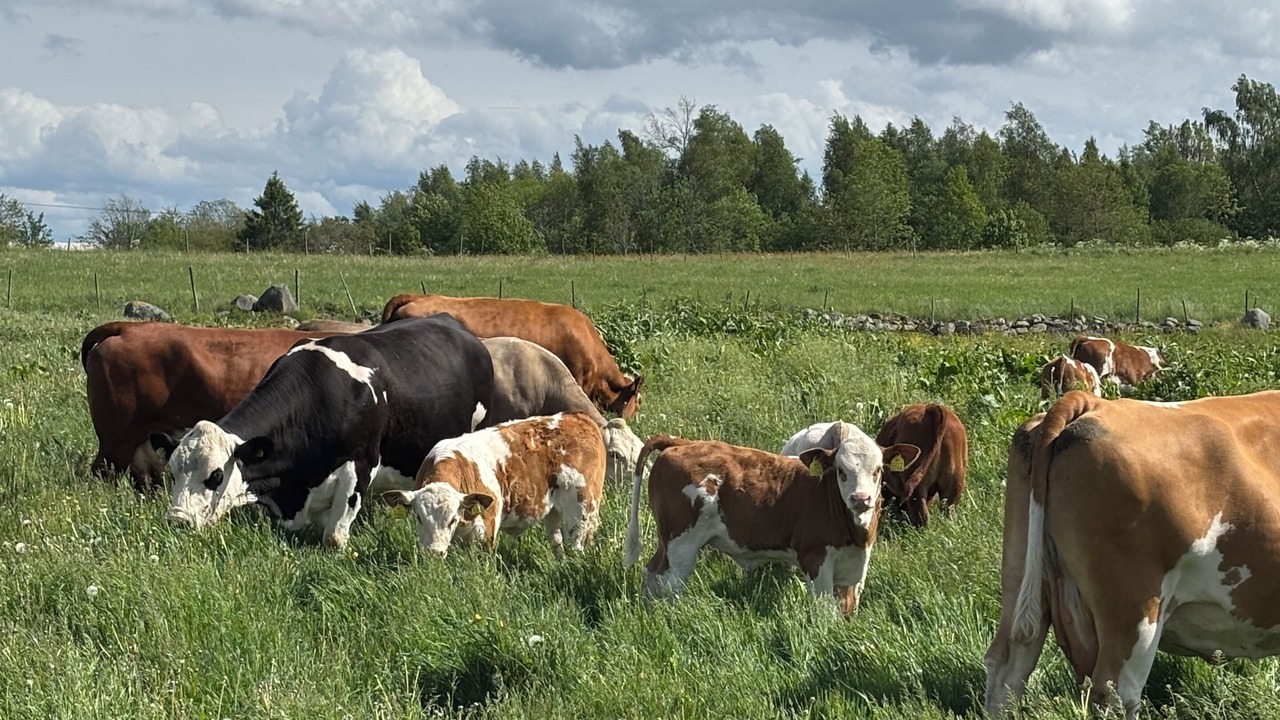 Photo of Others in Jarnforsen