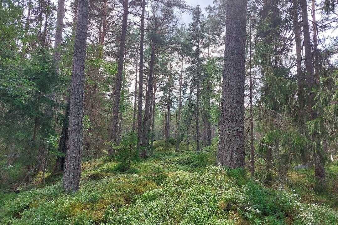 Photo of Others in Tierp Municipality