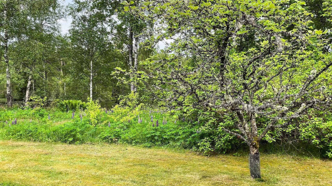 Photo of Outdoor in Hacksvik