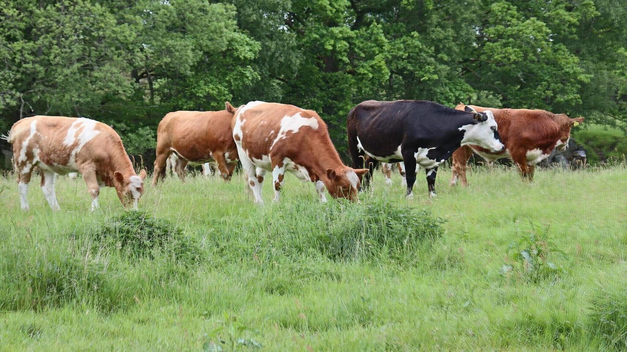 Photo of Others in Knared