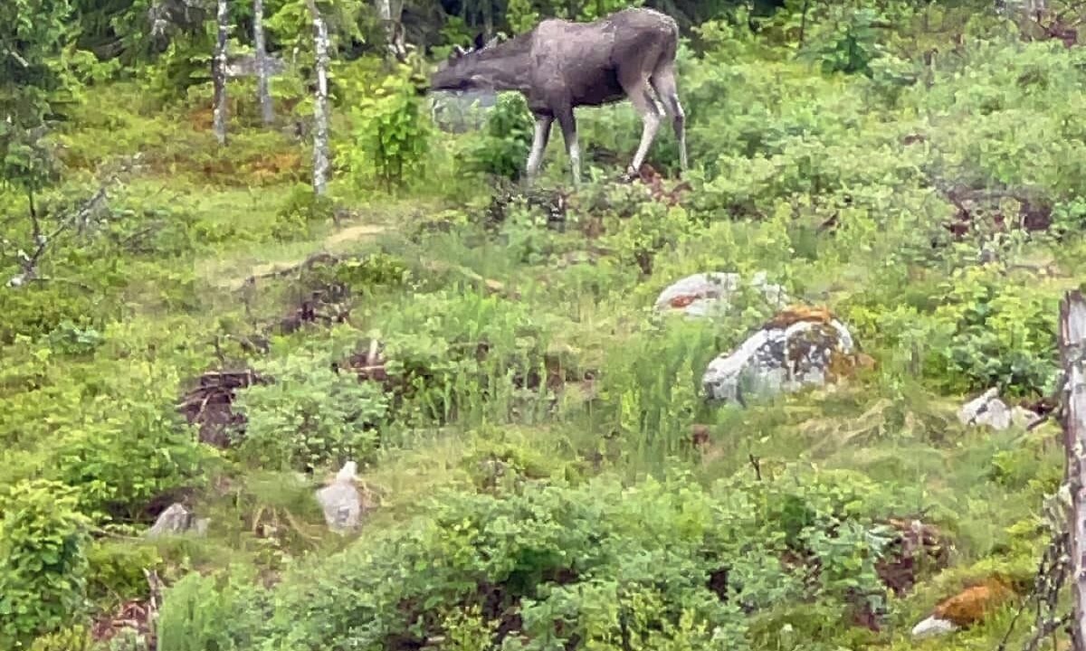 Photo of Outdoor in Viksjofors