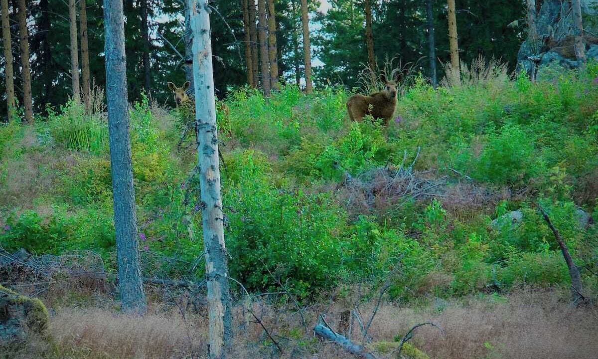 Photo of Outdoor in Viksjofors