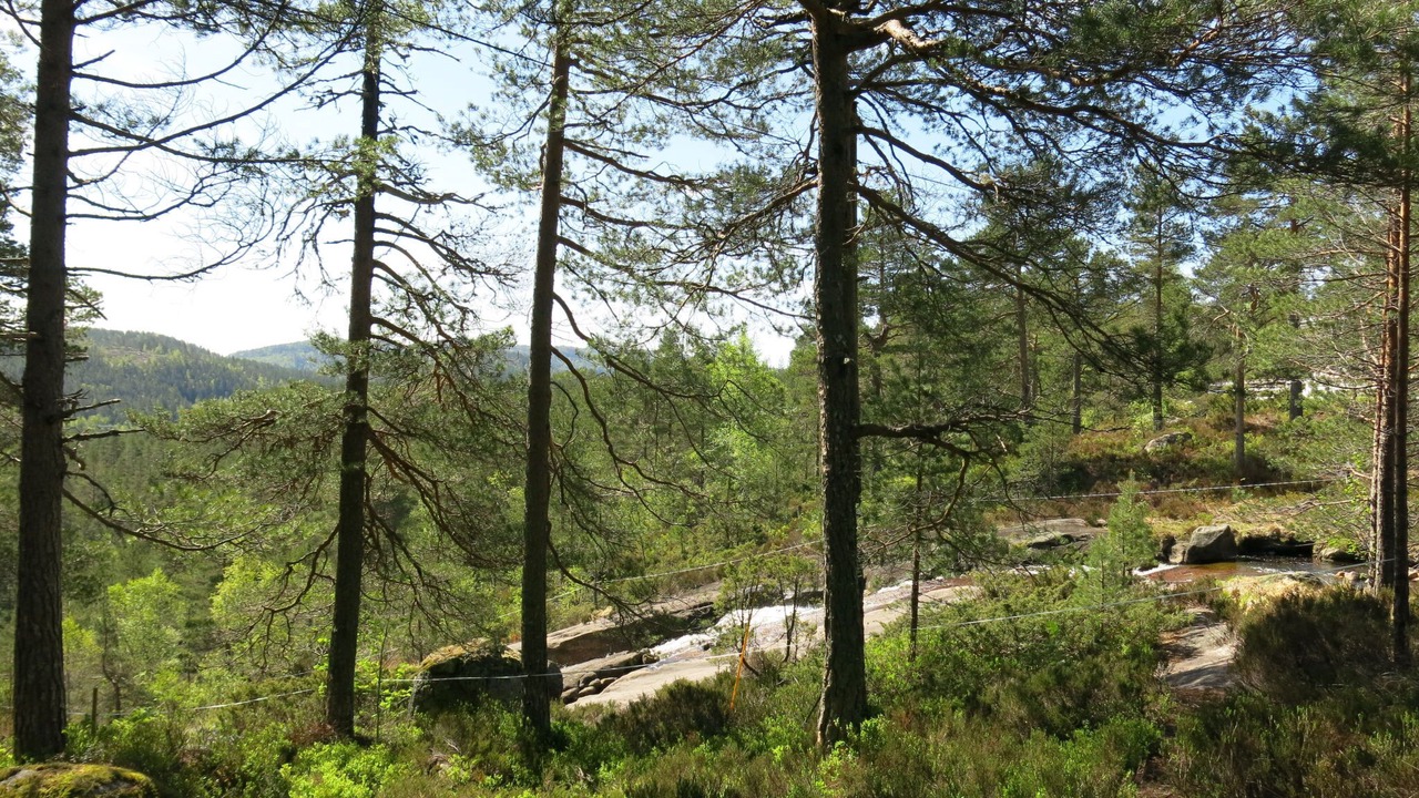 Photo of Others in Aseral