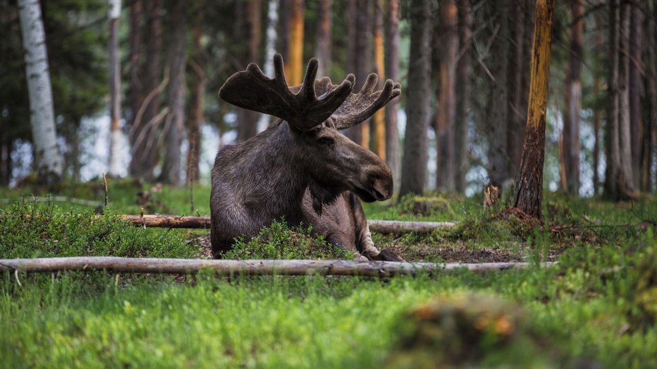 Photo of Outdoor in Overkalix