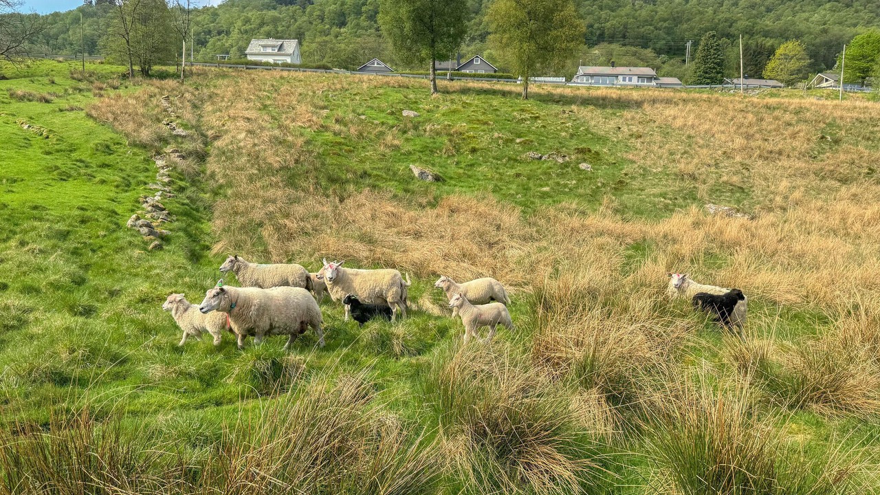 Photo of Others in Vindafjord