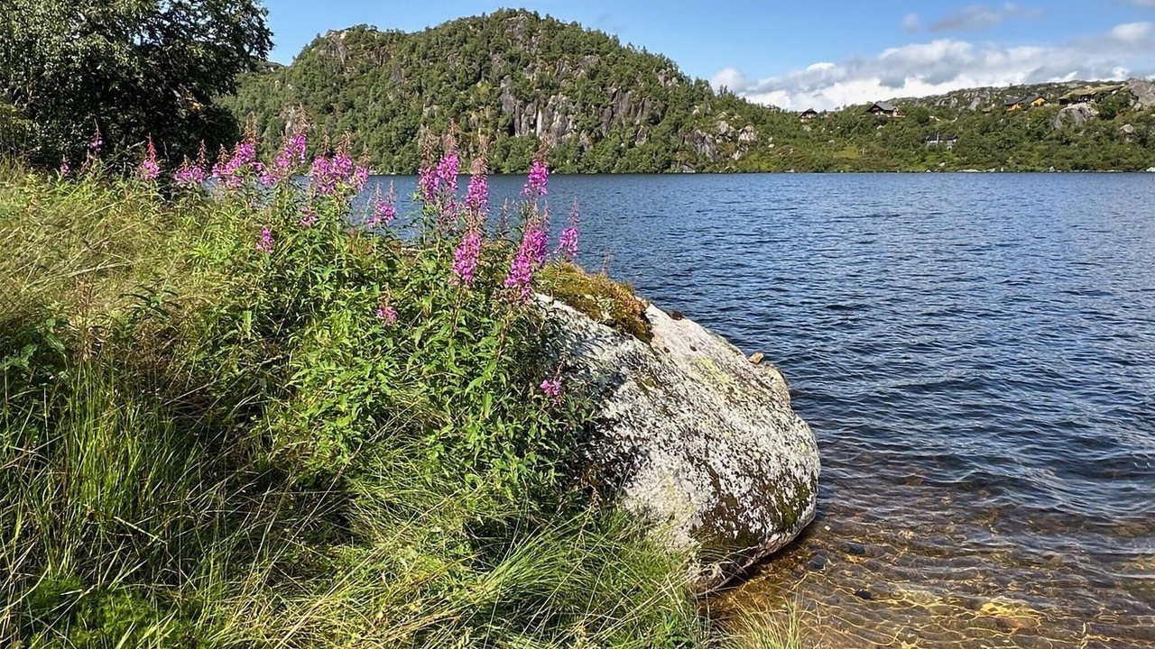 Photo of Others in Aseral