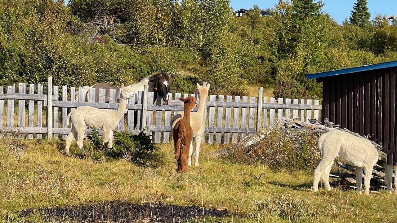 Photo of Others in Gol Municipality