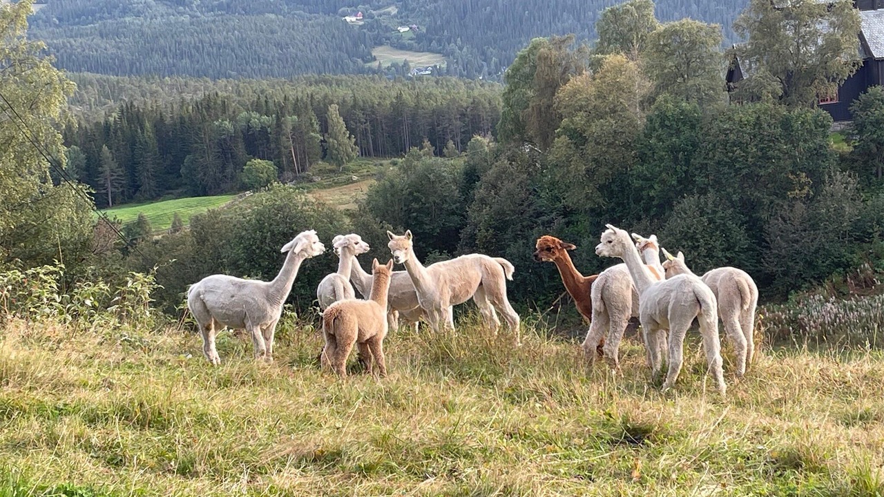 Photo of Others in Vang