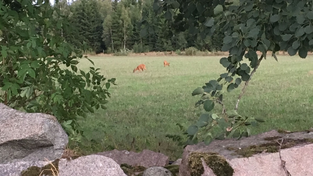 Photo of Outdoor in Ingelstad
