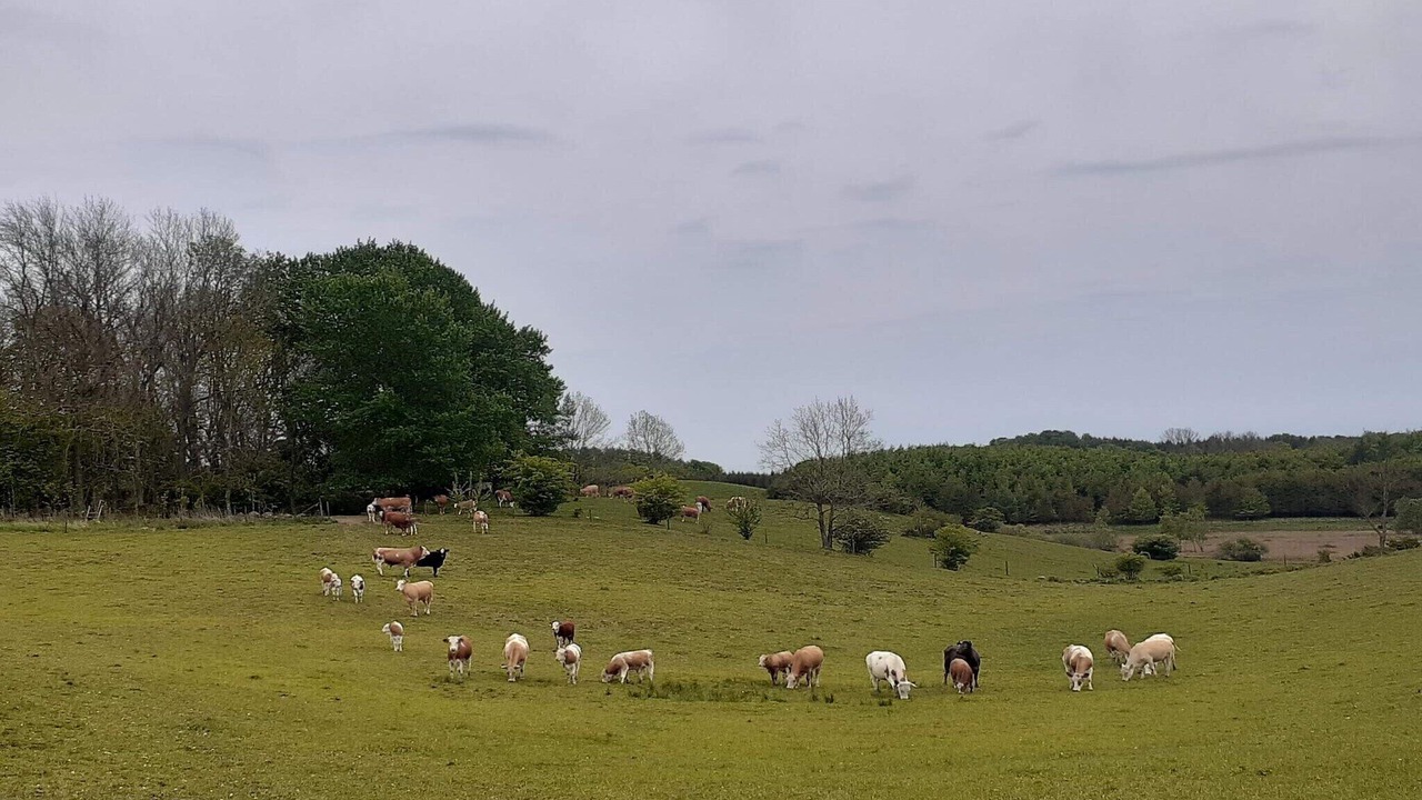 Photo of Others in Blentarp