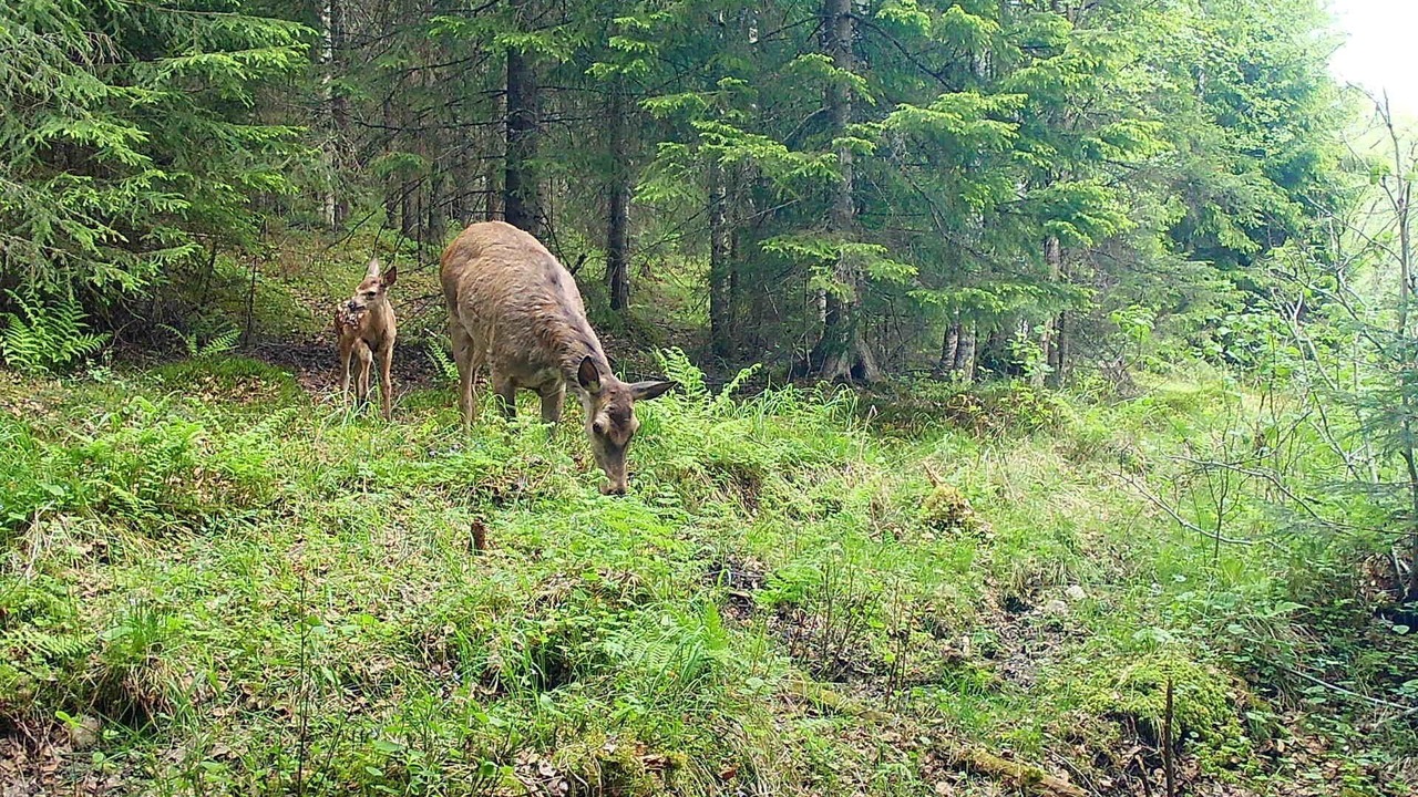 Photo of Outdoor in Hagfors Municipality