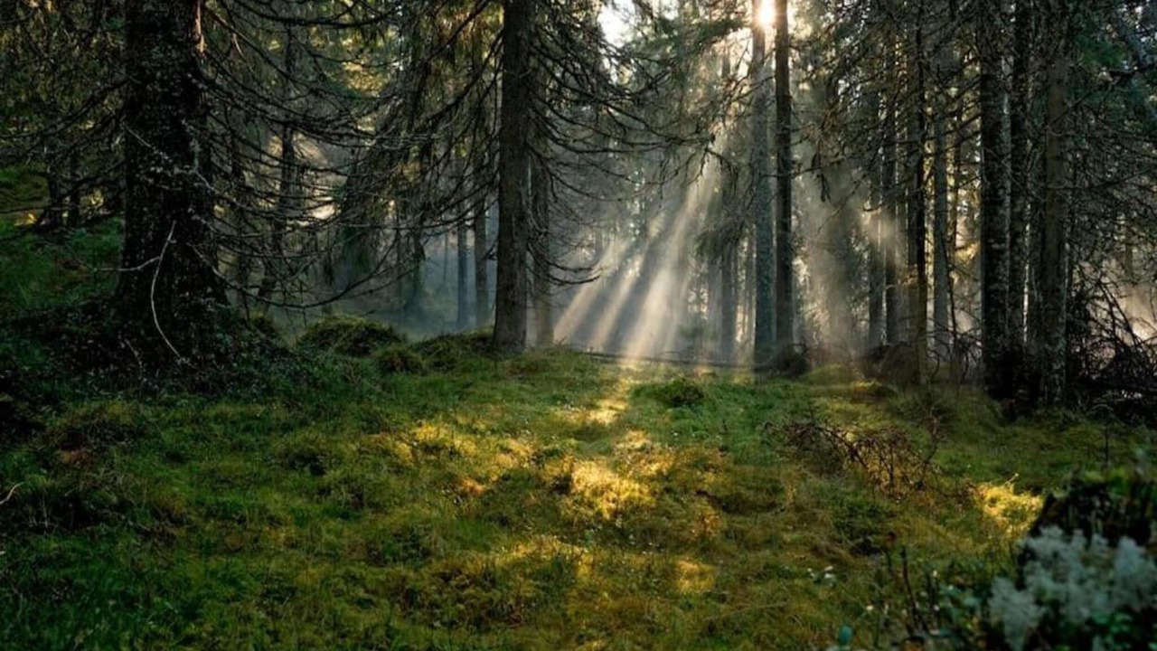 Photo of Others in Letafors