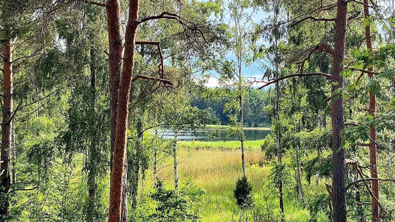 Photo of Outdoor in Monsteras