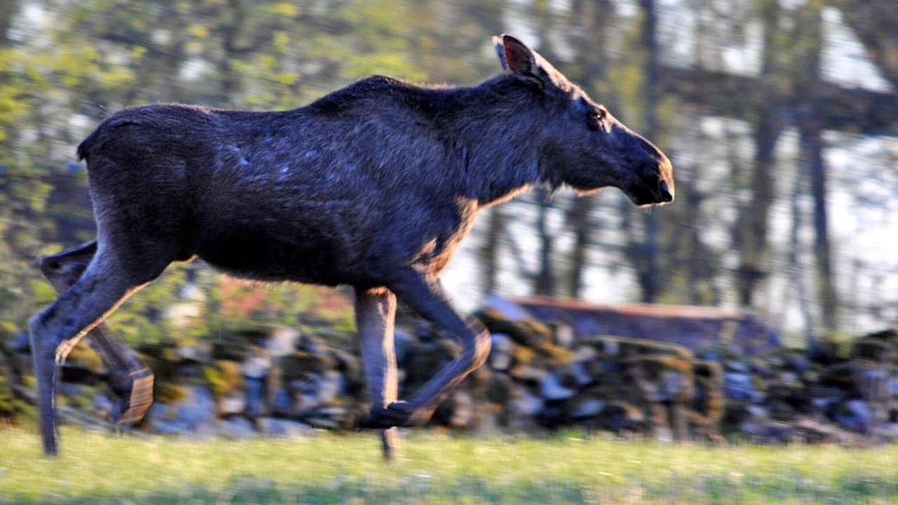 Photo of Outdoor in Odensbacken