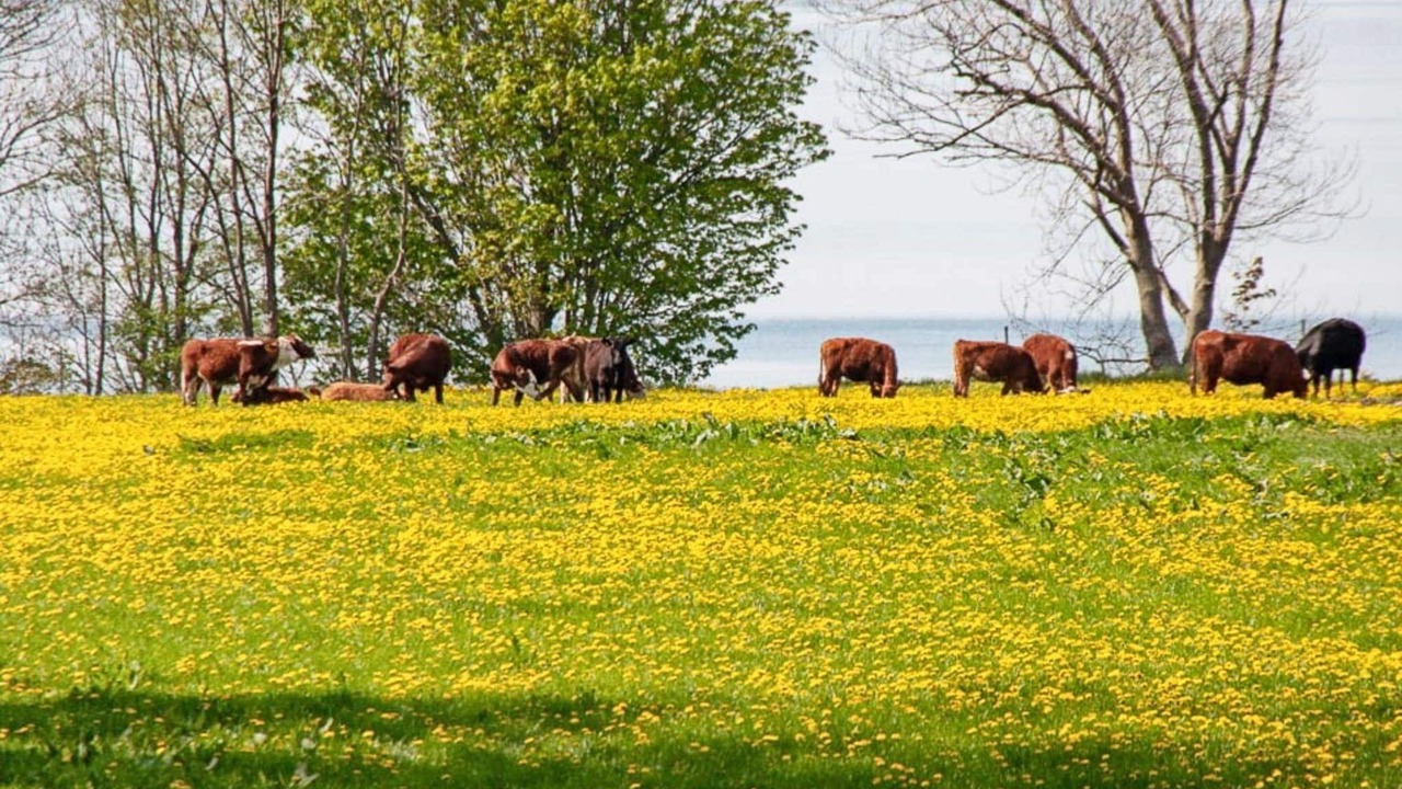 Photo of Others in Granna