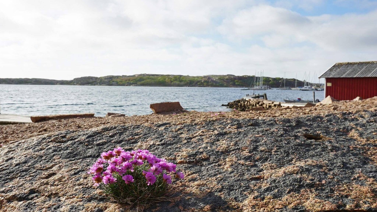 Photo of Others in Bovallstrand