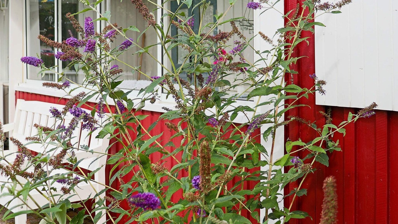 Photo of Outdoor in Mellbystrand