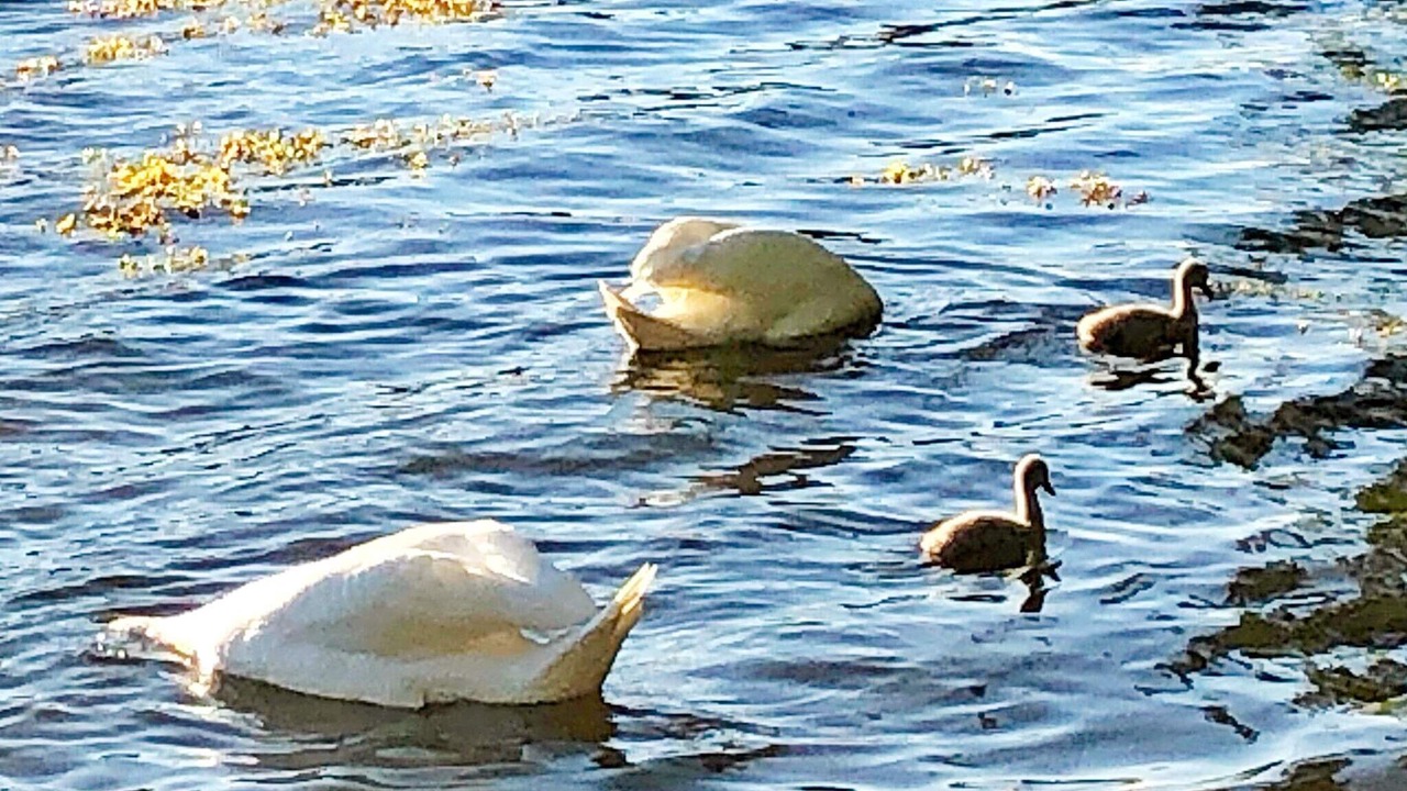 Photo of Others in Djurhamn