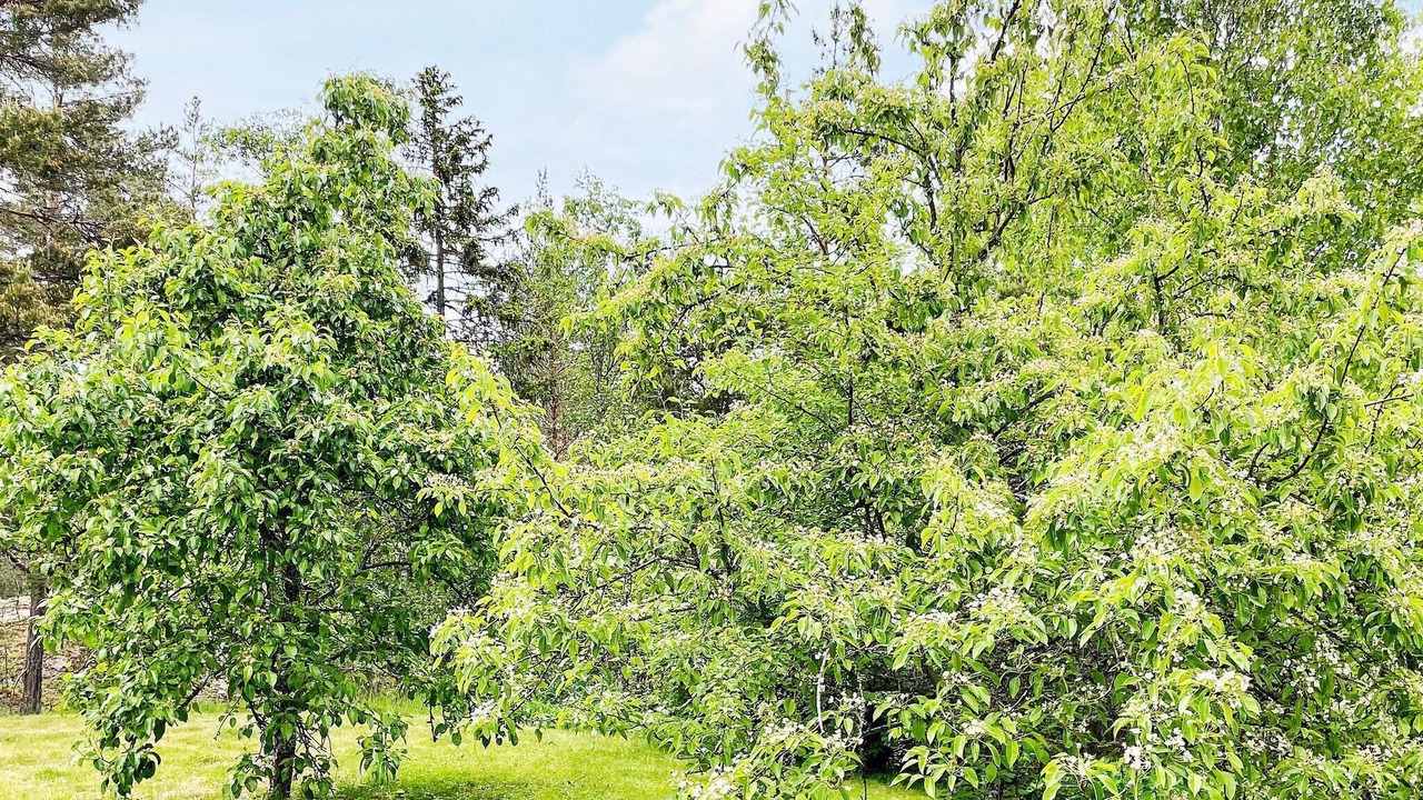 Photo of Outdoor in Vaddo