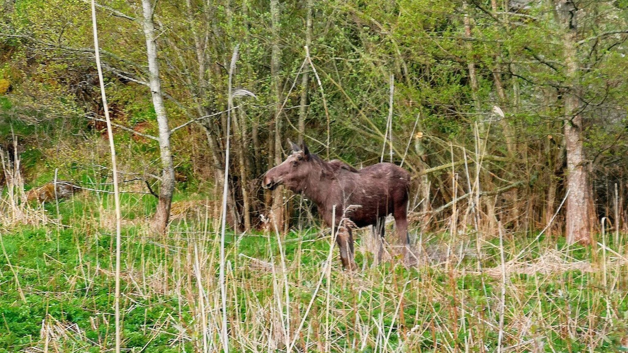 Photo of Outdoor in Orno