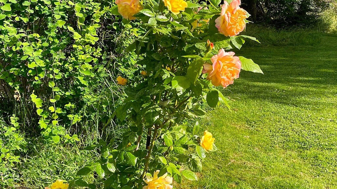 Photo of Outdoor in Lidkoping Municipality