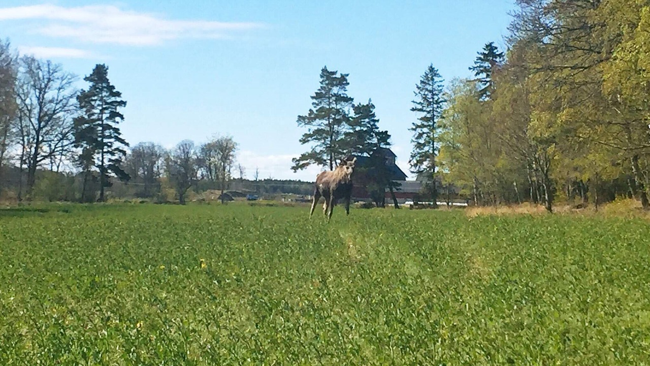 Photo of Others in Lidkoping Municipality