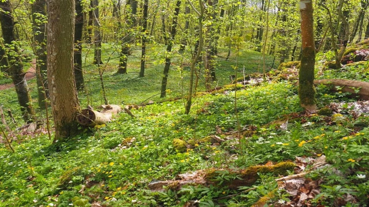 Photo of Outdoor in Ljungbyhed