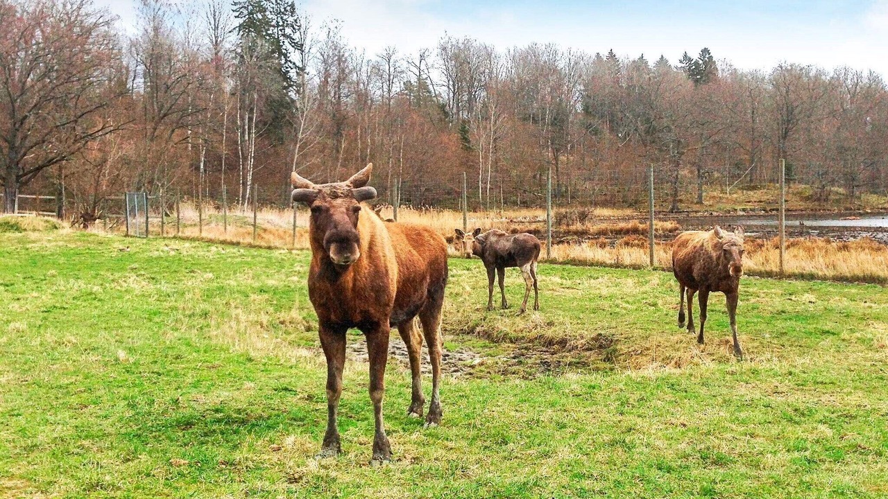 Photo of Others in Stjarnhov