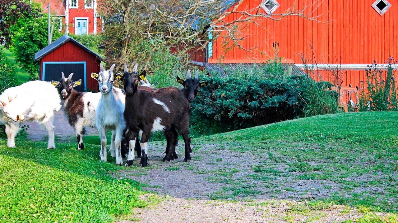 Photo of Others in Stjarnhov