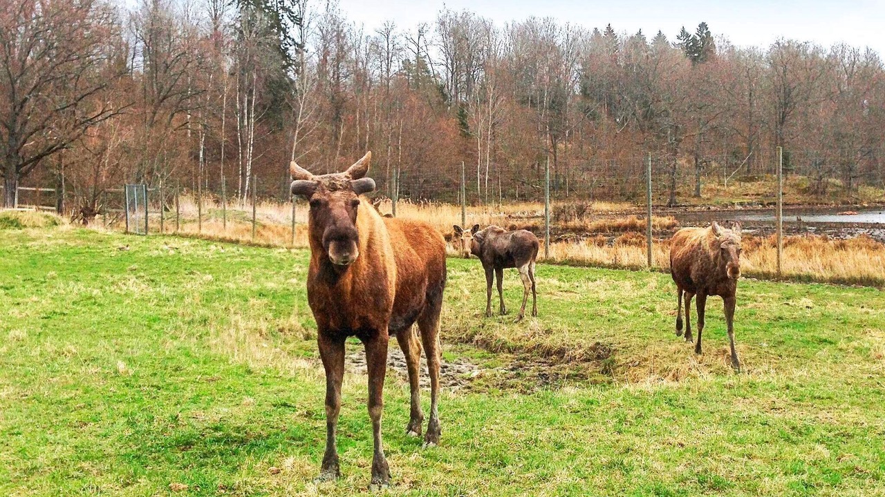 Photo of Others in Stjarnhov