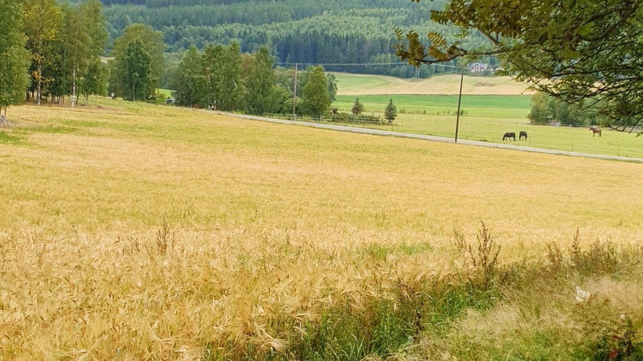 Photo of Others in Jarvso