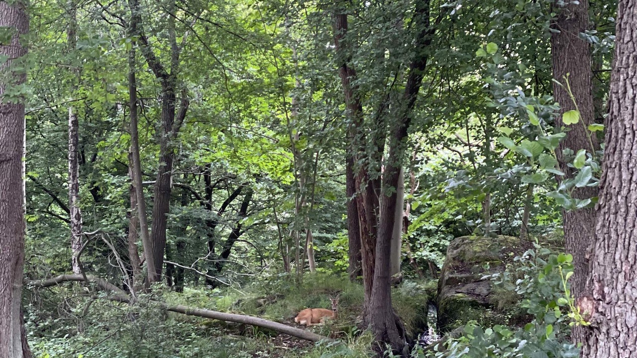 Photo of Outdoor in Hjortkvarn