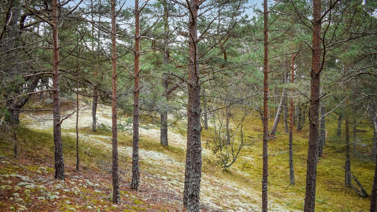 Photo of Others in Yngsjo