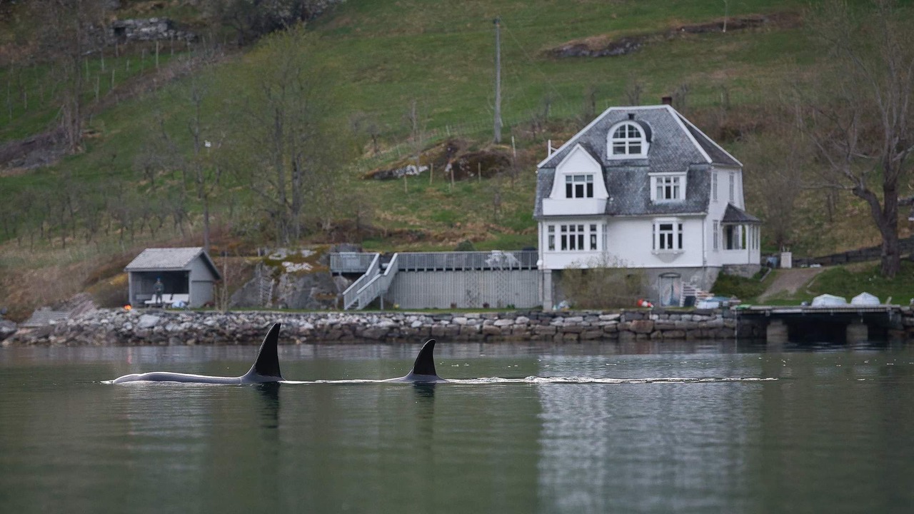Photo of Others in Ulvik