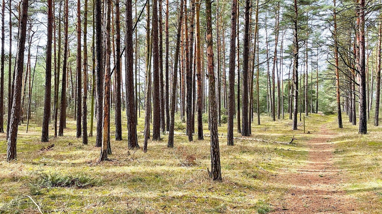 Photo of Others in Yngsjo