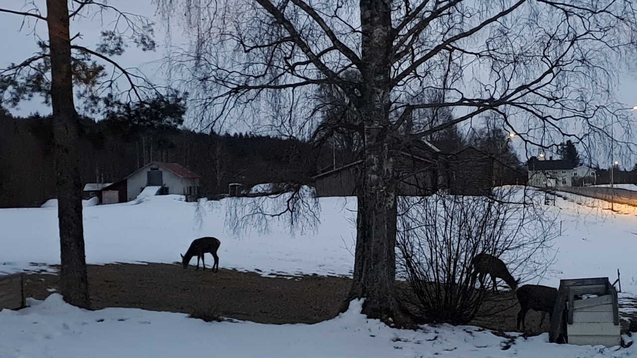 Photo of Outdoor in Ytterhogdal