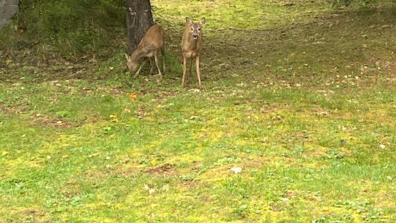 Photo of Outdoor in Nyland