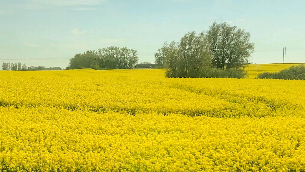 Photo of Others in Ystad