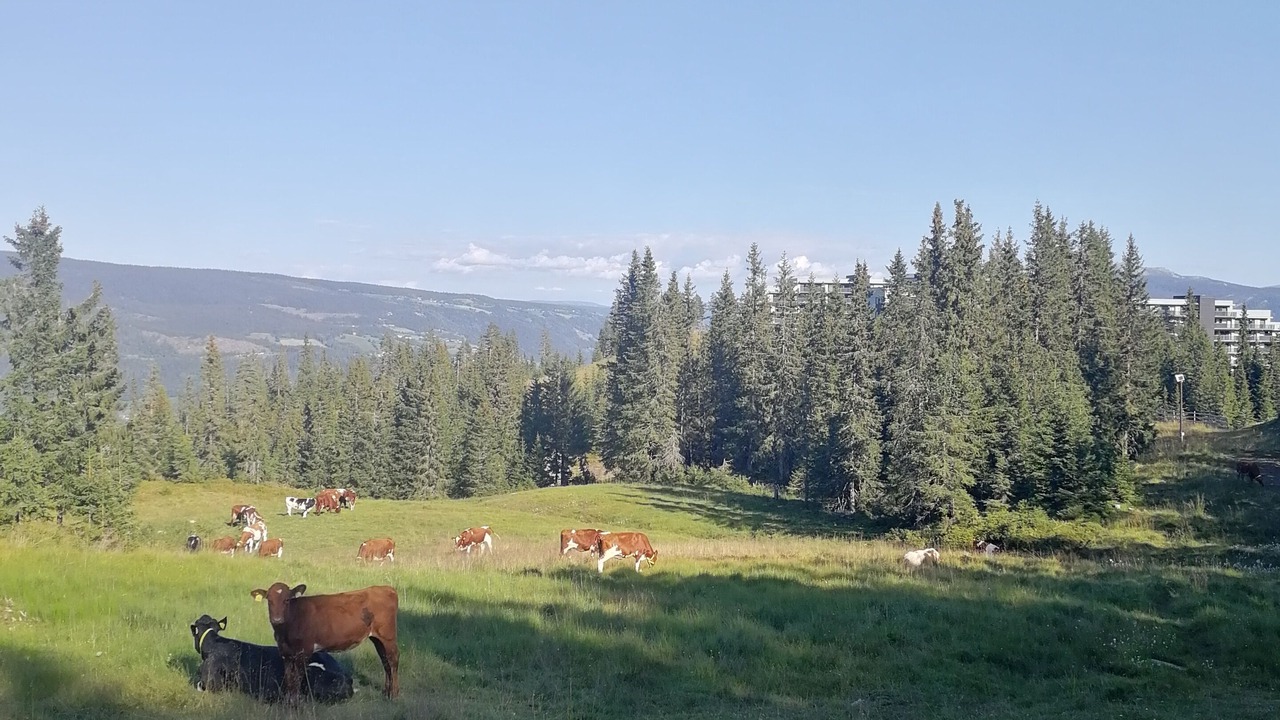 Photo of Others in Skeikampen