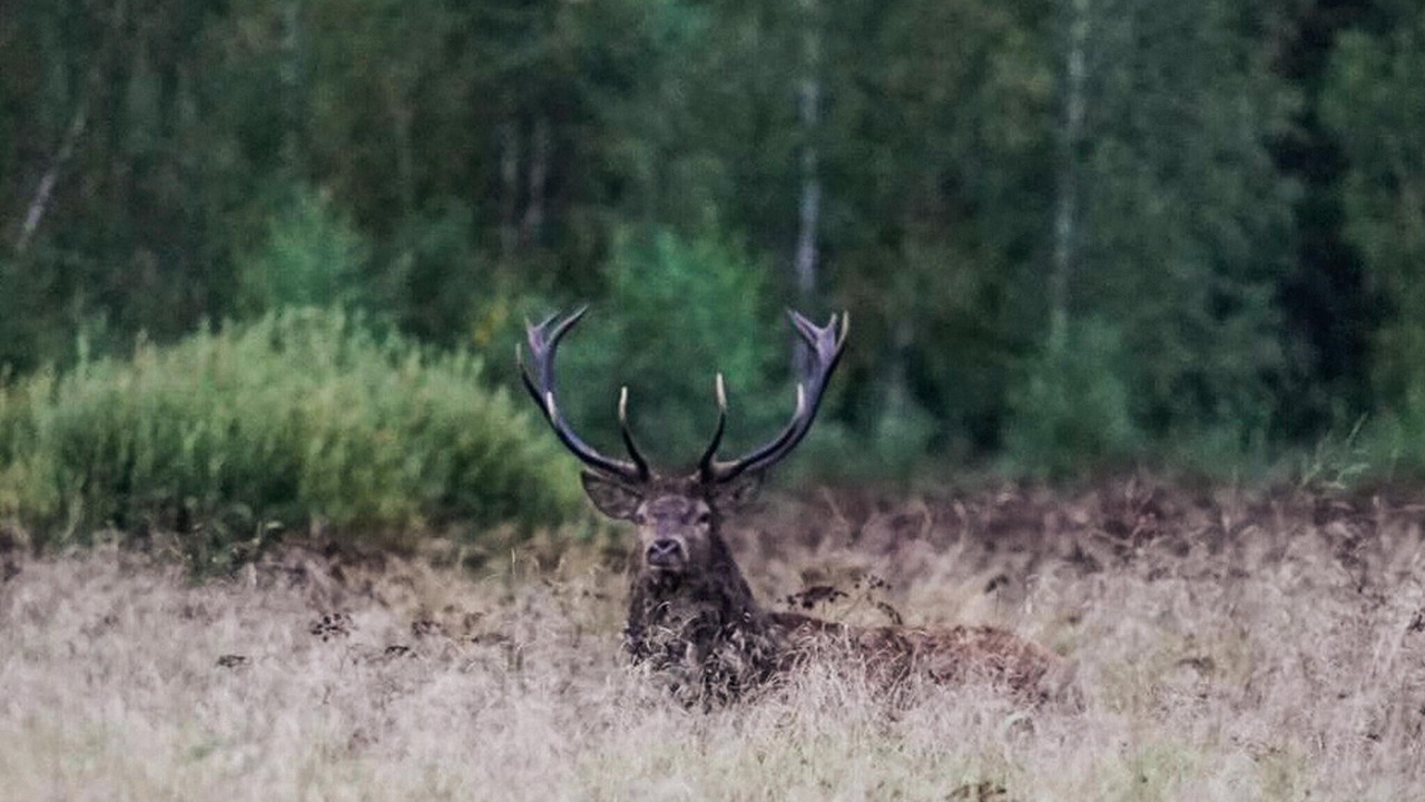 Photo of Others in Figeholm