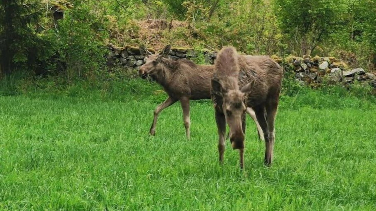 Photo of Others in Sollebrunn