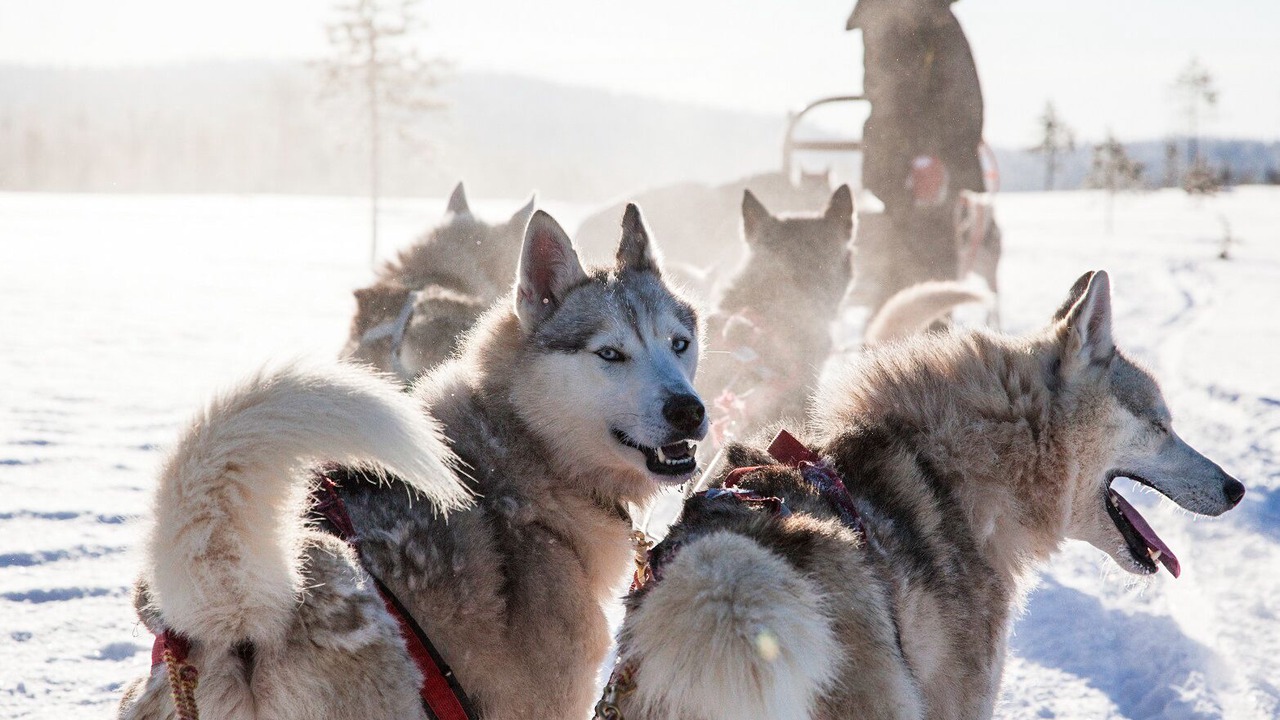Photo of Others in Blattnicksele